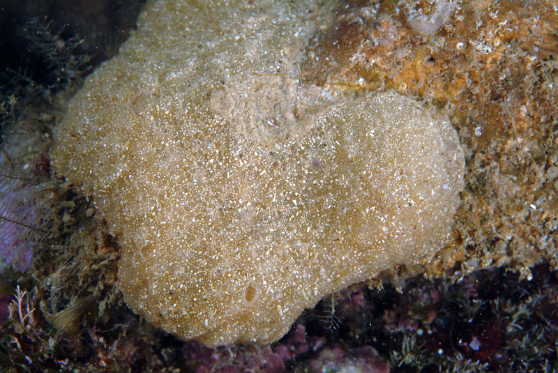 Ascidia ?